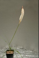 Bulbinella graminifolia